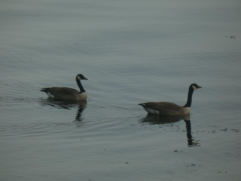 Possible Canada Geese Observation UK and Ireland iSpot